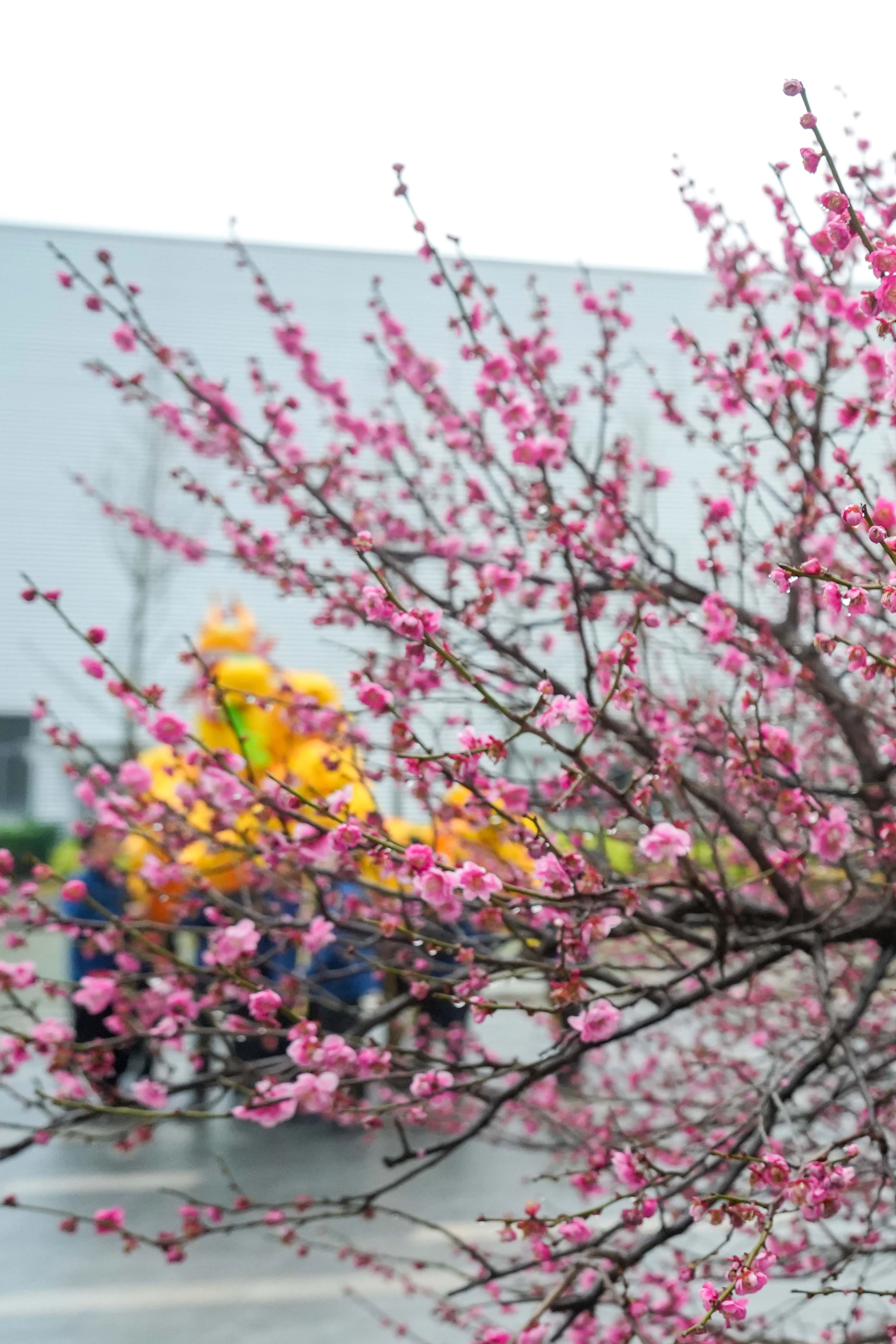 龍馬精神迎開工 巨人集團啟新程